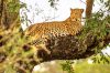 Vlies Fotótapéta -  African Leopard - 375x250 cm