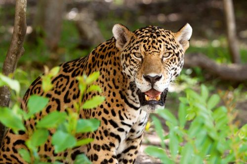 Vlies Fotótapéta - Jaguar in wildlife - 375x250 cm