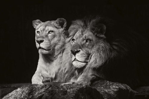 Vlies Fotótapéta -  Lions couple - 375x250 cm