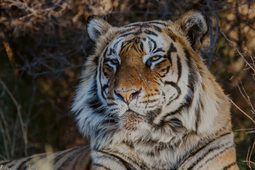 Vlies Fotótapéta - Tiger male portrait - 375x250 cm