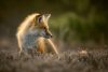 Vlies Fotótapéta - Red fox posing in the sun - 375x250 cm