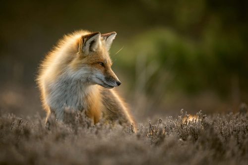 Vlies Fotótapéta - Red fox posing in the sun - 375x250 cm