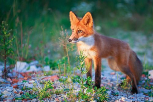 Vlies Fotótapéta - Red fox - 375x250 cm