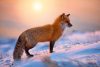 Vlies Fotótapéta - Red Fox At Sunrise - 375x250 cm