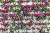 Vlies Fotótapéta - Flowers in pot Plants - 375x250 cm