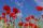 Vlies Fotótapéta - Red poppies - 375x250 cm