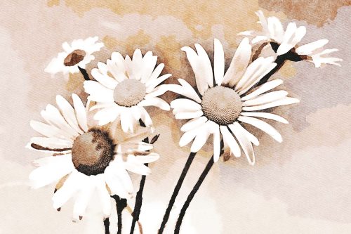 Vlies Fotótapéta - Brown flowers - 375x250 cm