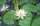 Vlies Fotótapéta - Whine water lily - 375x250 cm