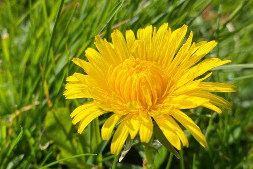 Vlies Fotótapéta - Spring dandelion - 375x250 cm