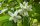 Vlies Fotótapéta - White blossom - 375x250 cm