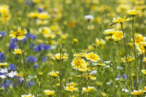 Vlies Fotótapéta - Yellow wild flowers - 375x250 cm