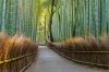 Vlies Fotótapéta - Bamboo footpath in Japan - 375x250 cm