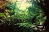 Vlies Fotótapéta - Jungle in Hawaii - 375x250 cm