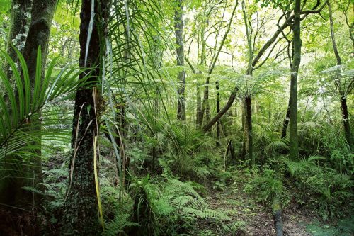 Vlies Fotótapéta - Tropical vegetation - 375x250 cm