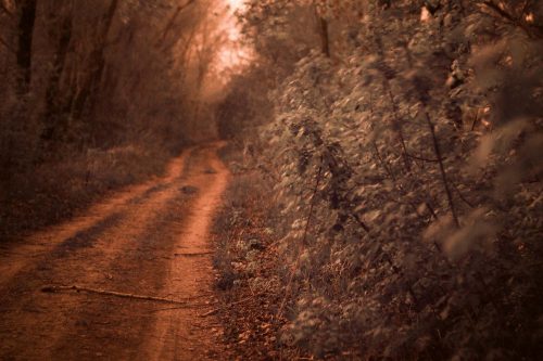 Vlies Fotótapéta - Oak tree road - 375x250 cm