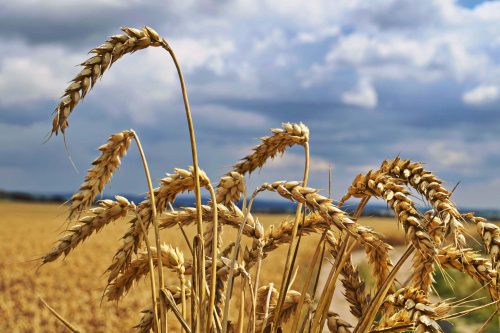 Vlies Fotótapéta - Gold wheat field - 375x250 cm