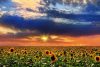 Vlies Fotótapéta - Sunflowers in sunset - 375x250 cm