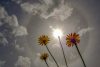 Vlies Fotótapéta - Halo effect behind dandelion flower - 375x250 cm