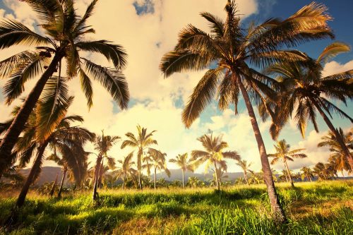 Vlies Fotótapéta - Palm plantation - 375x250 cm