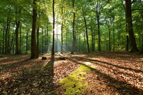 Vlies Fotótapéta - Morning in beech forest - 375x250 cm