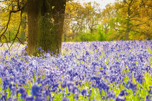 Vlies Fotótapéta - Bluebells in a wood - 375x250 cm