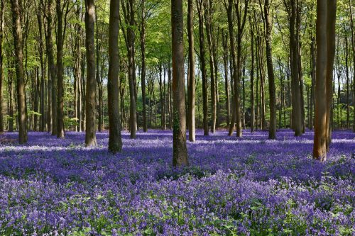 Vlies Fotótapéta - Bluebells forest - 375x250 cm