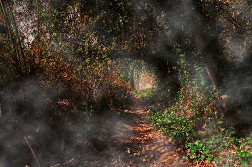 Vlies Fotótapéta - Mysterious path in woods - 375x250 cm