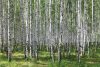 Vlies Fotótapéta - Birches - 375x250 cm