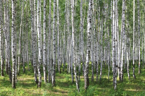 Vlies Fotótapéta - Birches - 375x250 cm