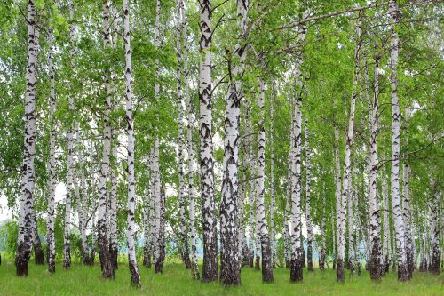 Vlies Fotótapéta - Spring birch grove - 375x250 cm