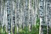 Vlies Fotótapéta - Summer day in birch grove - 375x250 cm