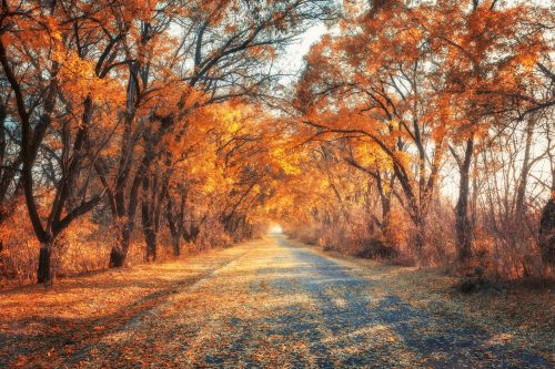 Vlies Fotótapéta - Road in autumn alley - 375x250 cm