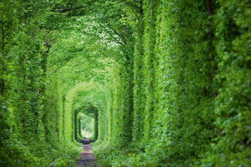 Vlies Fotótapéta - Green tunnel - 375x250 cm