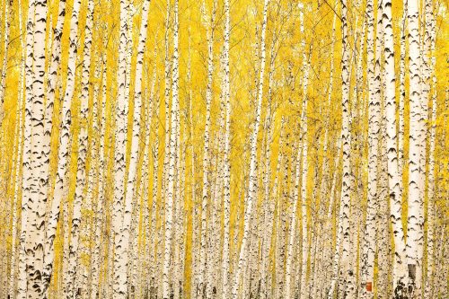 Vlies Fotótapéta - Yellow birch - 375x250 cm