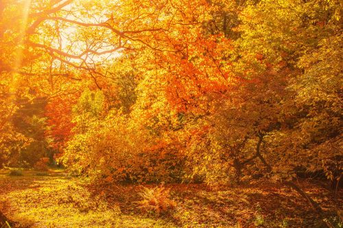 Vlies Fotótapéta - Yellow maple trees - 375x250 cm