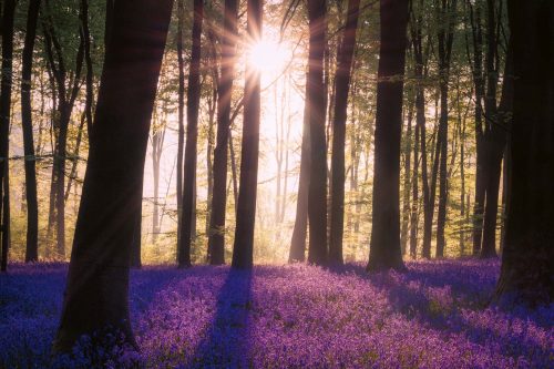 Vlies Fotótapéta - Bluebell in woodland - 375x250 cm