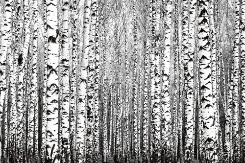 Vlies Fotótapéta - Spring trunks - 375x250 cm