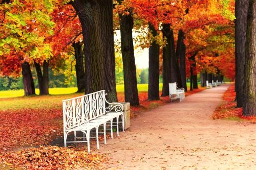 Vlies Fotótapéta - White Bench in the Park - 375x250 cm