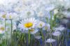 Vlies Fotótapéta - Oil painting white Daisy flowers - 375x250 cm
