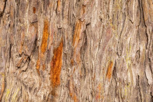 Vlies Fotótapéta - Texture of old tree - 375x250 cm