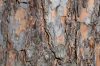 Vlies Fotótapéta - Texture of pine bark - 375x250 cm