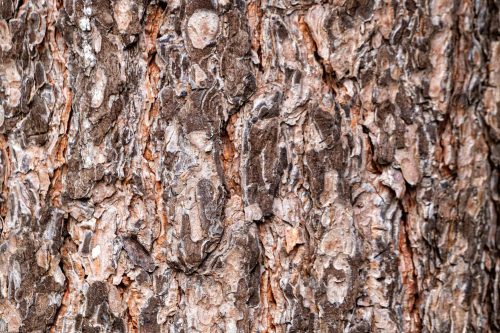 Vlies Fotótapéta - Pine bark  - 375x250 cm