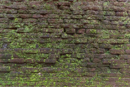 Vlies Fotótapéta - vintage texture with green moss - 375x250 cm