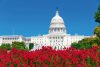 Vlies Fotótapéta - The Capitol with Flowers - 375x250 cm