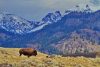 Vlies Fotótapéta - Bison with Mountains - 375x250 cm