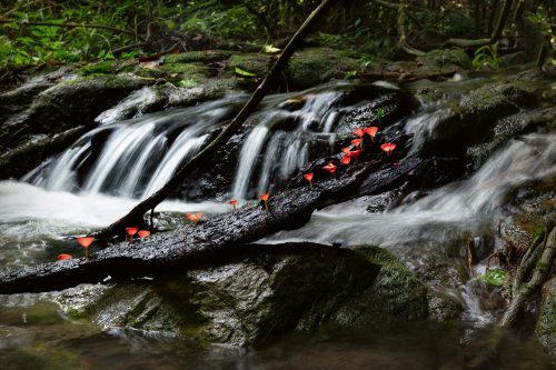 Vlies Fotótapéta - Forest waterfall - 375x250 cm